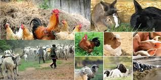 FG Says Livestock Accounts For Over 40 % Of Global Agric GDP